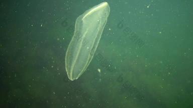 栉水母门动物掠夺性梳子水母入侵者黑色的海水母beroe卵圆形的吞噬助记符莱迪北部部分黑色的海